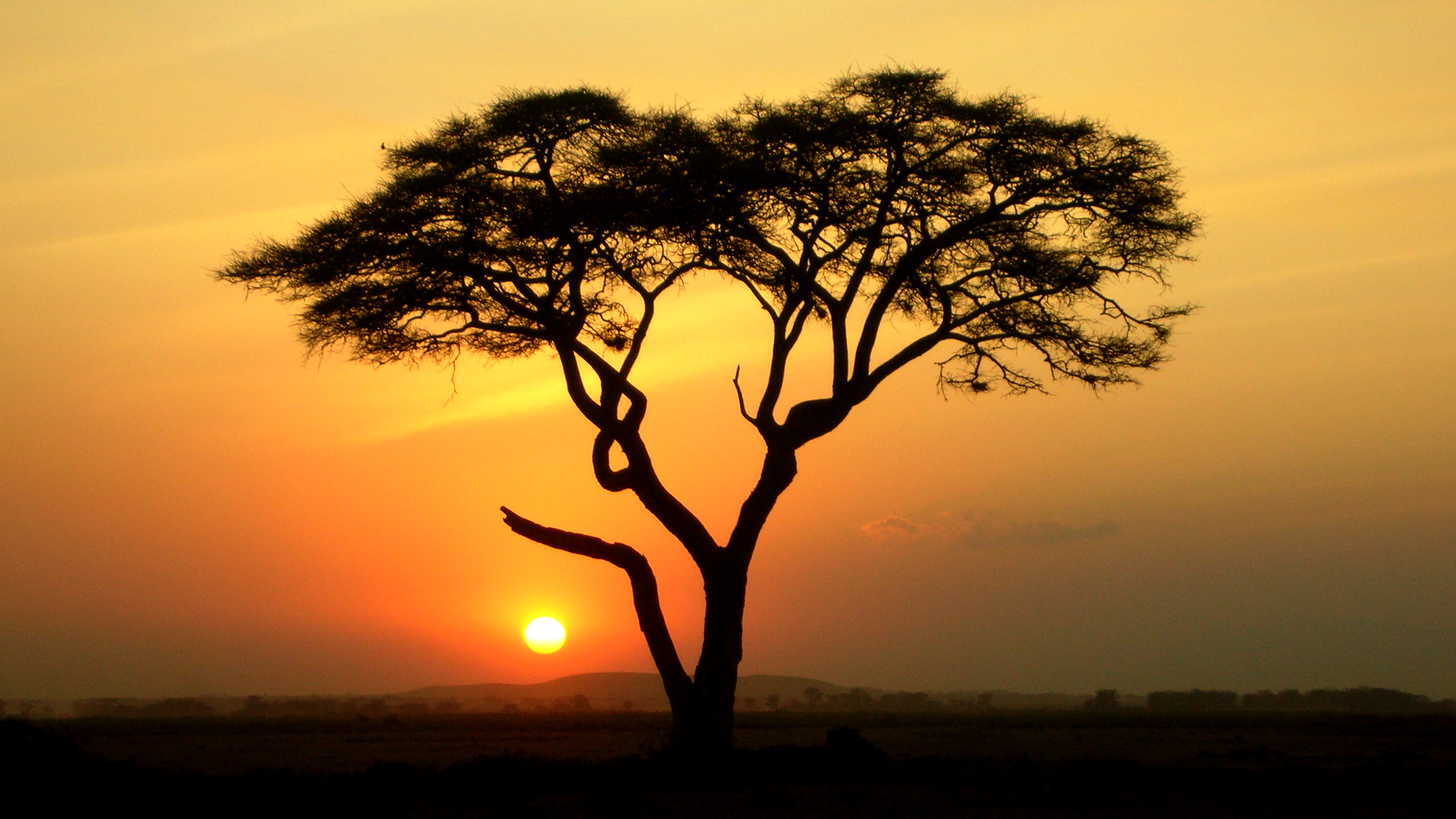 Scattered Acacia Trees, Kenya, Africa бесплатно